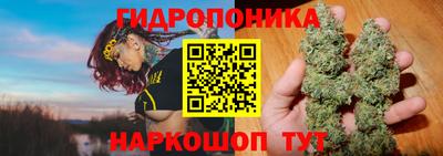 шишки Кимры
